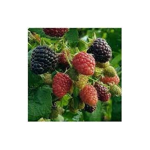 Avietė (Rubus)  &#039;Heban&#039; (&#039;Black Polka&#039;)